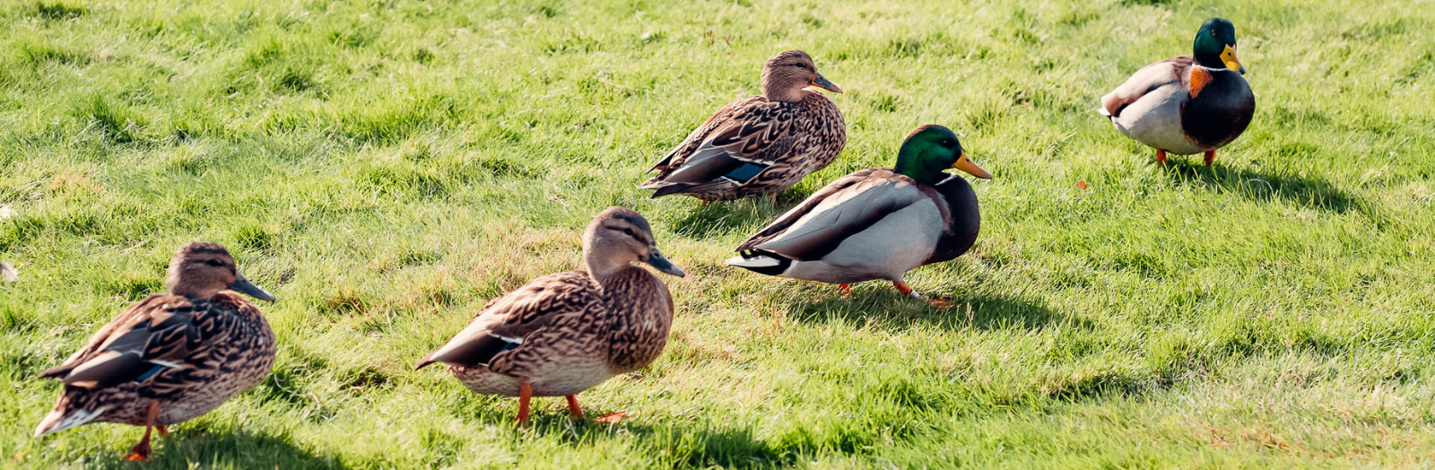 Five ducks