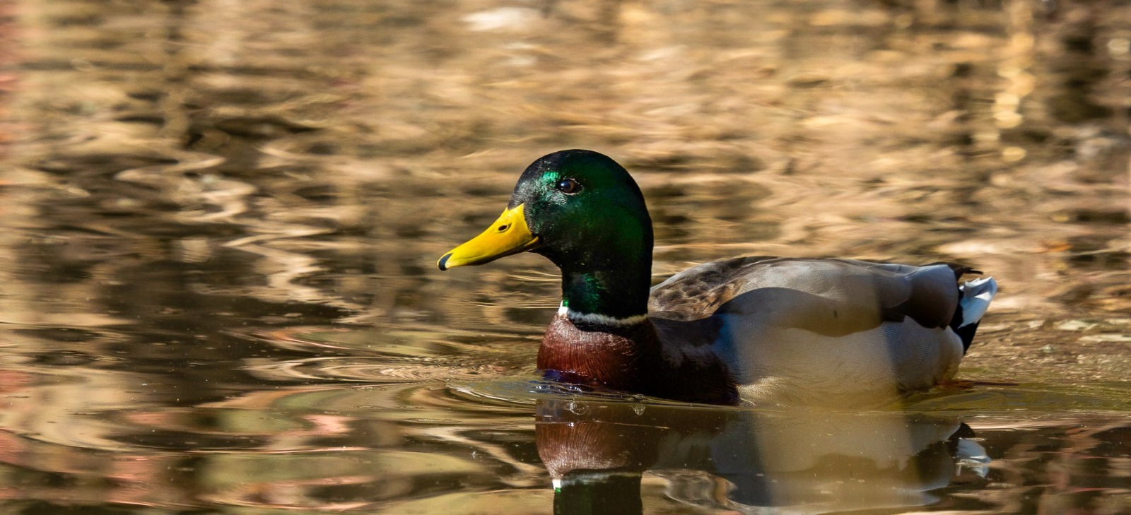 Duck at the Rotary St-Anselme Park