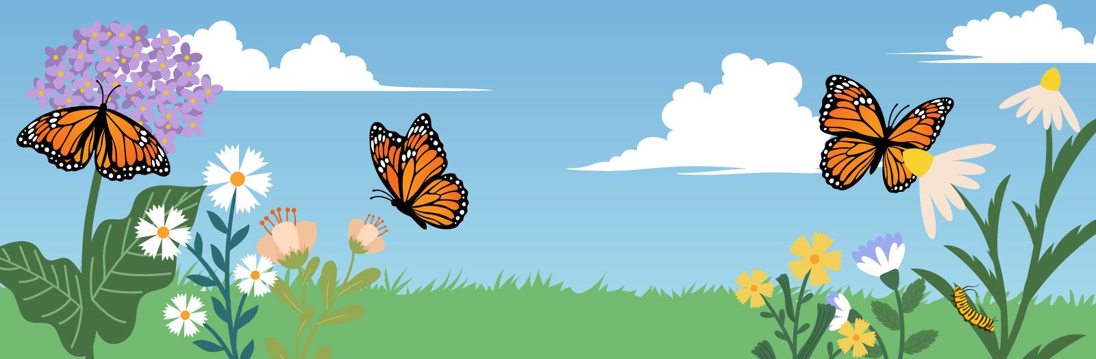 Monarch butterflies