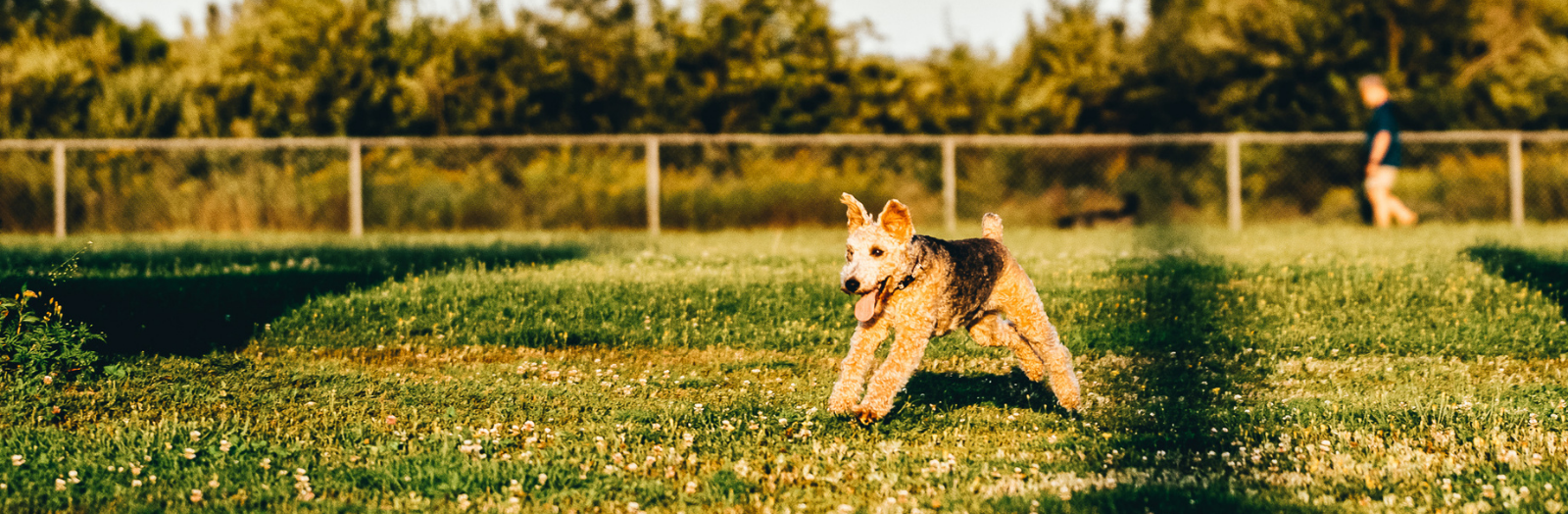 Petit chien qui cour au parc à chiens de Dieppe