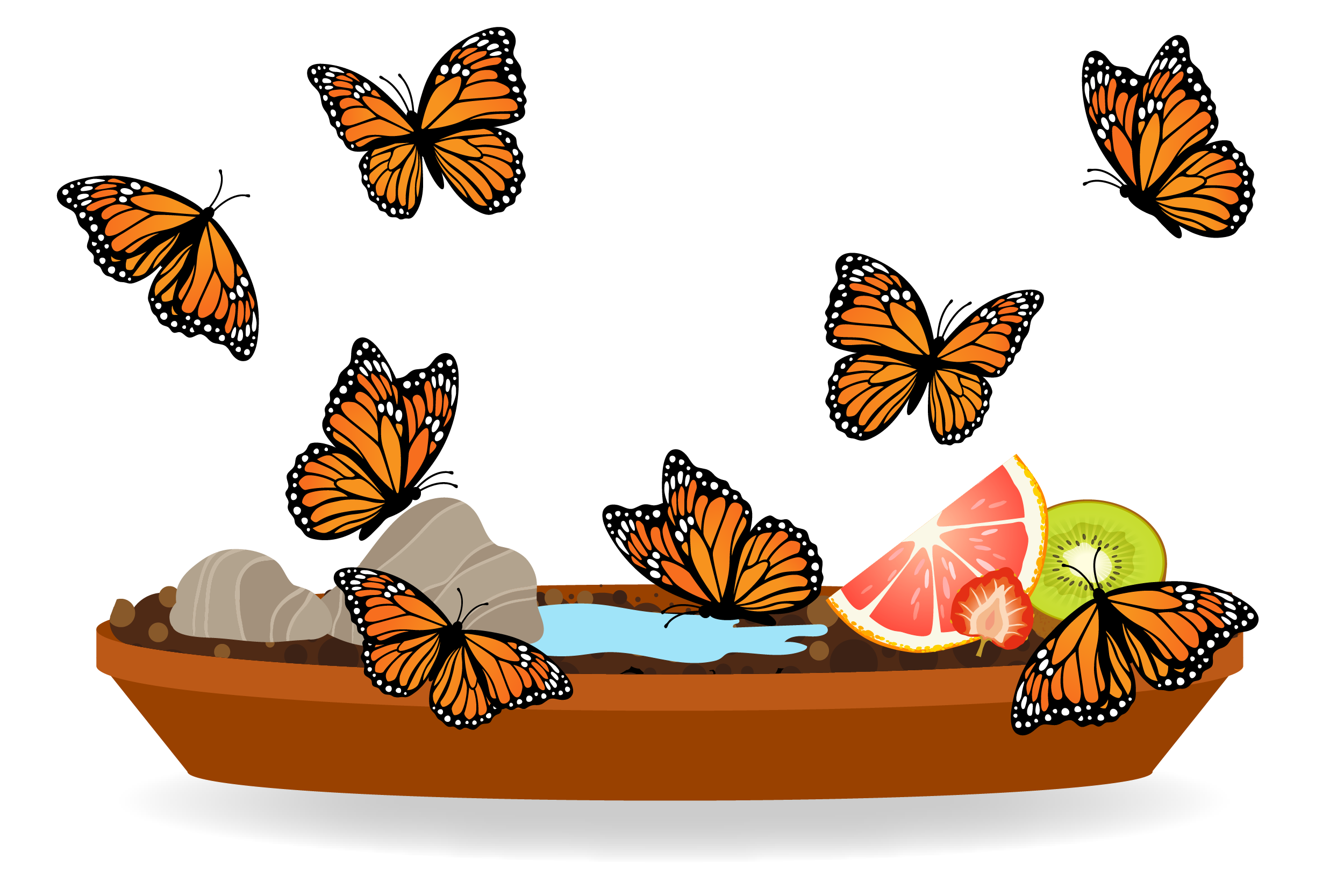 Butterfly puddle